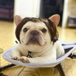 Pet Wigs Cosplay Props – Unleash Their Personality