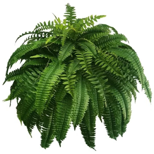 Uv Resistant Lifelike Artificial Boston Fern For Outdoors, 60 leaves 55cm