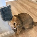 Cats Brush Corner Cat Massage Self Groomer