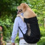 Backpack For Dogs